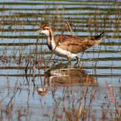 Pheasant-tailed Jacana
